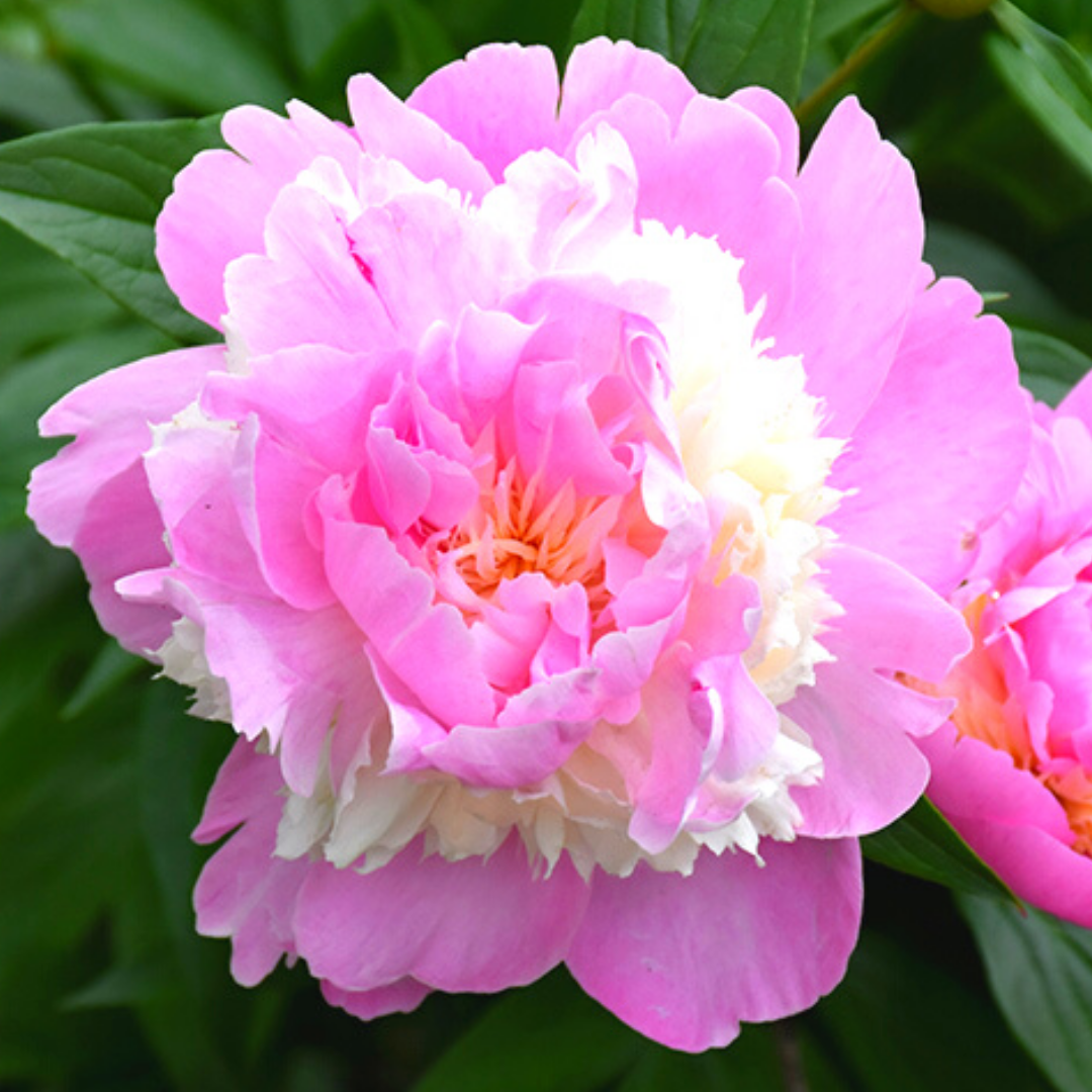 Newsletter Plant Square.png