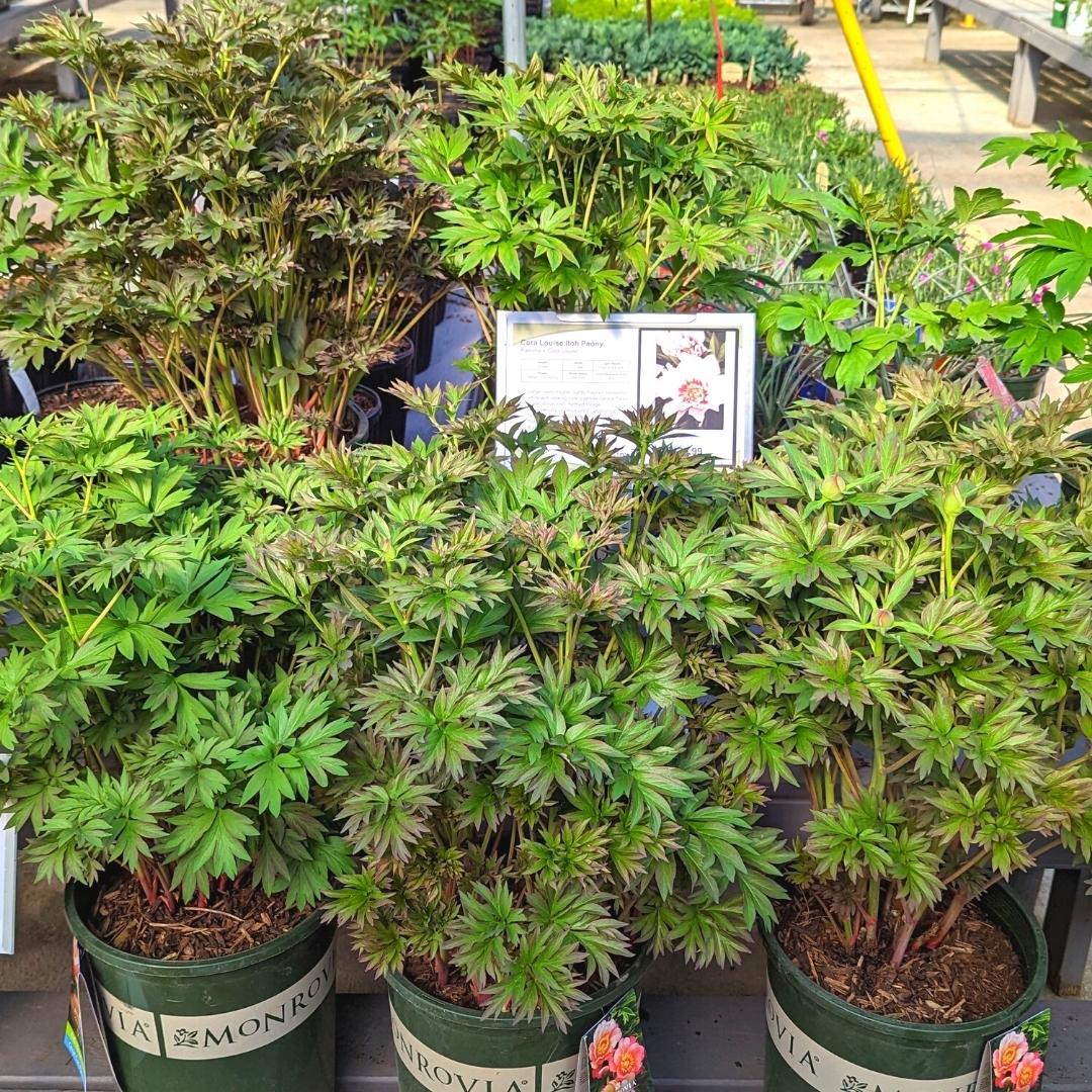 Newsletter Square April 7.jpg