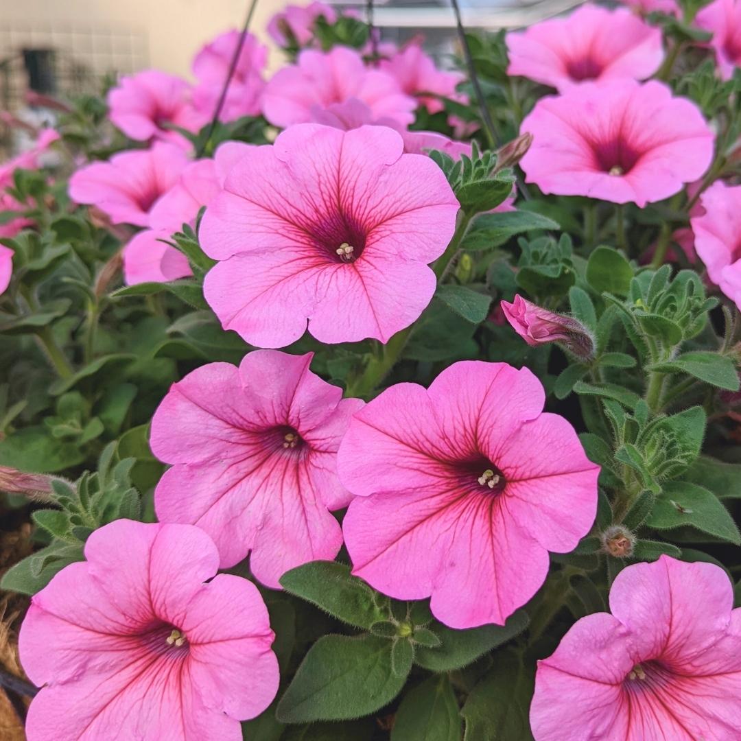 Newsletter Square April 7.jpg