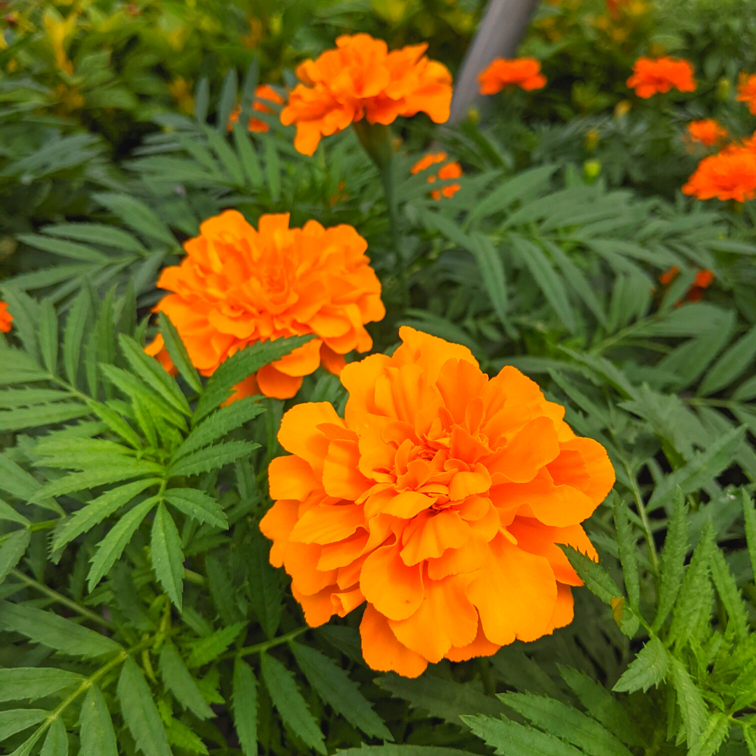 New Shipment Of Fall Color Mums, Marigolds, Snapdragons & More 🍂