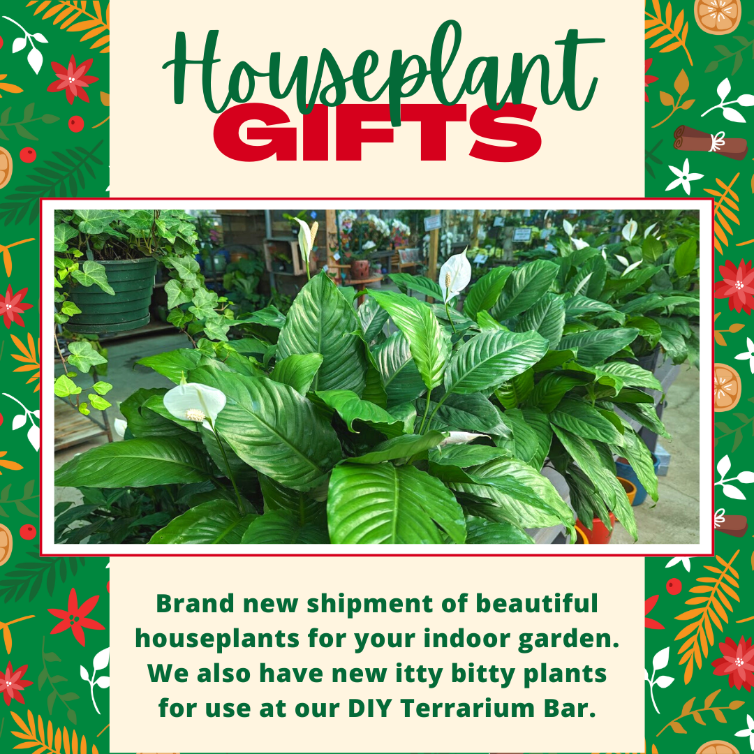 🎀 Merry Christmas From Everyone At The Family Tree Garden Center! 🎅