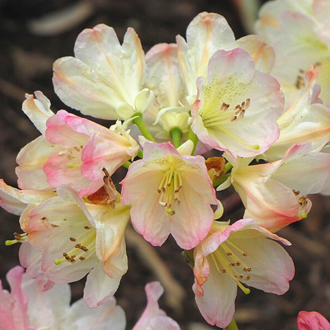 Newsletter Square April 7.jpg