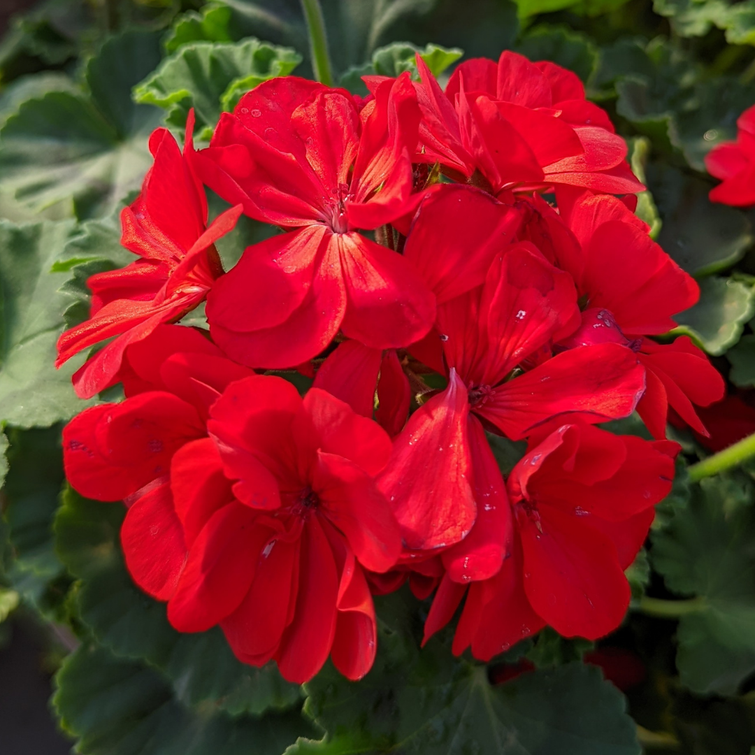 Newsletter Plant Square.png