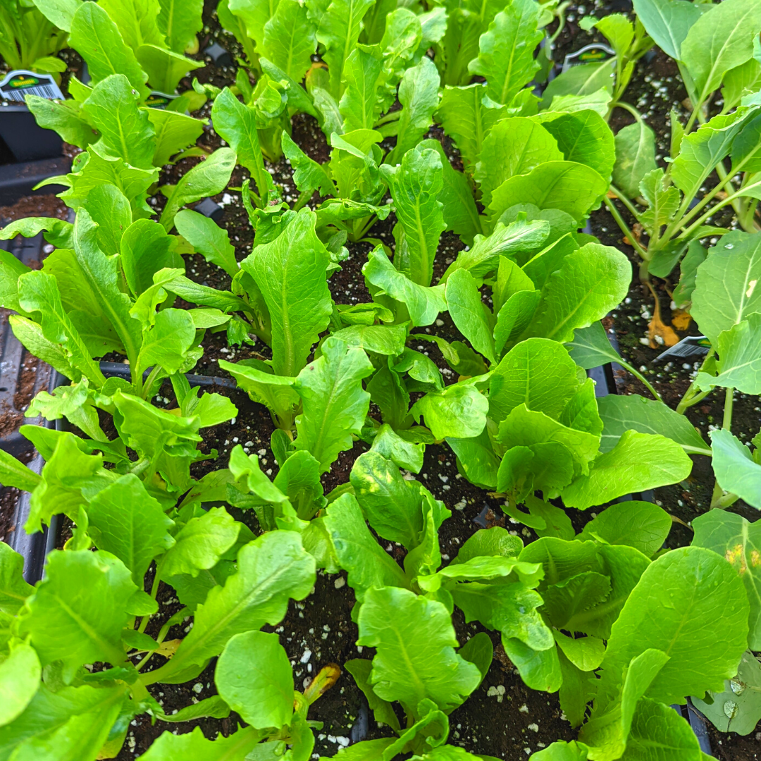 Newsletter Plant Square.png