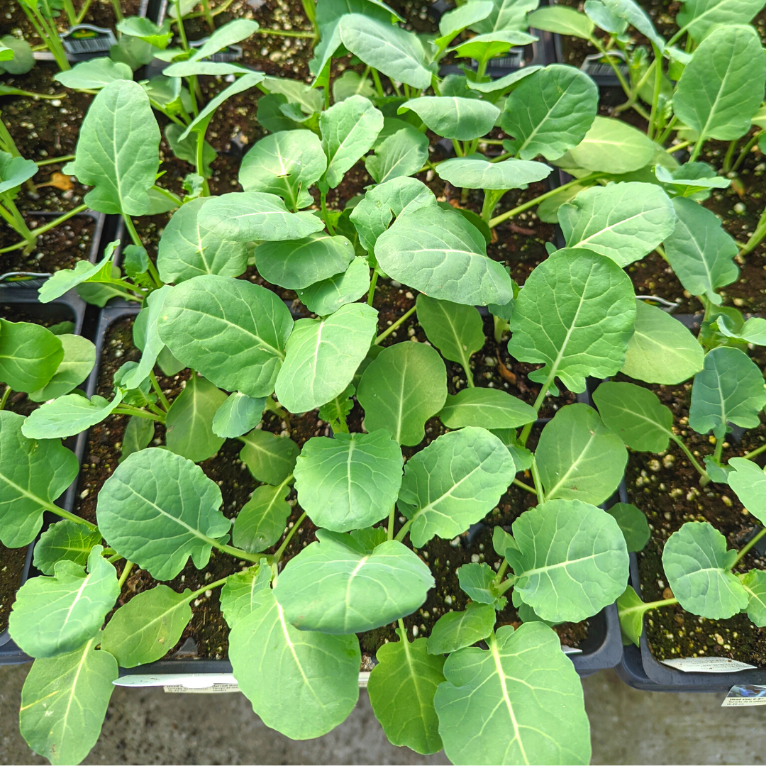 Newsletter Plant Square.png