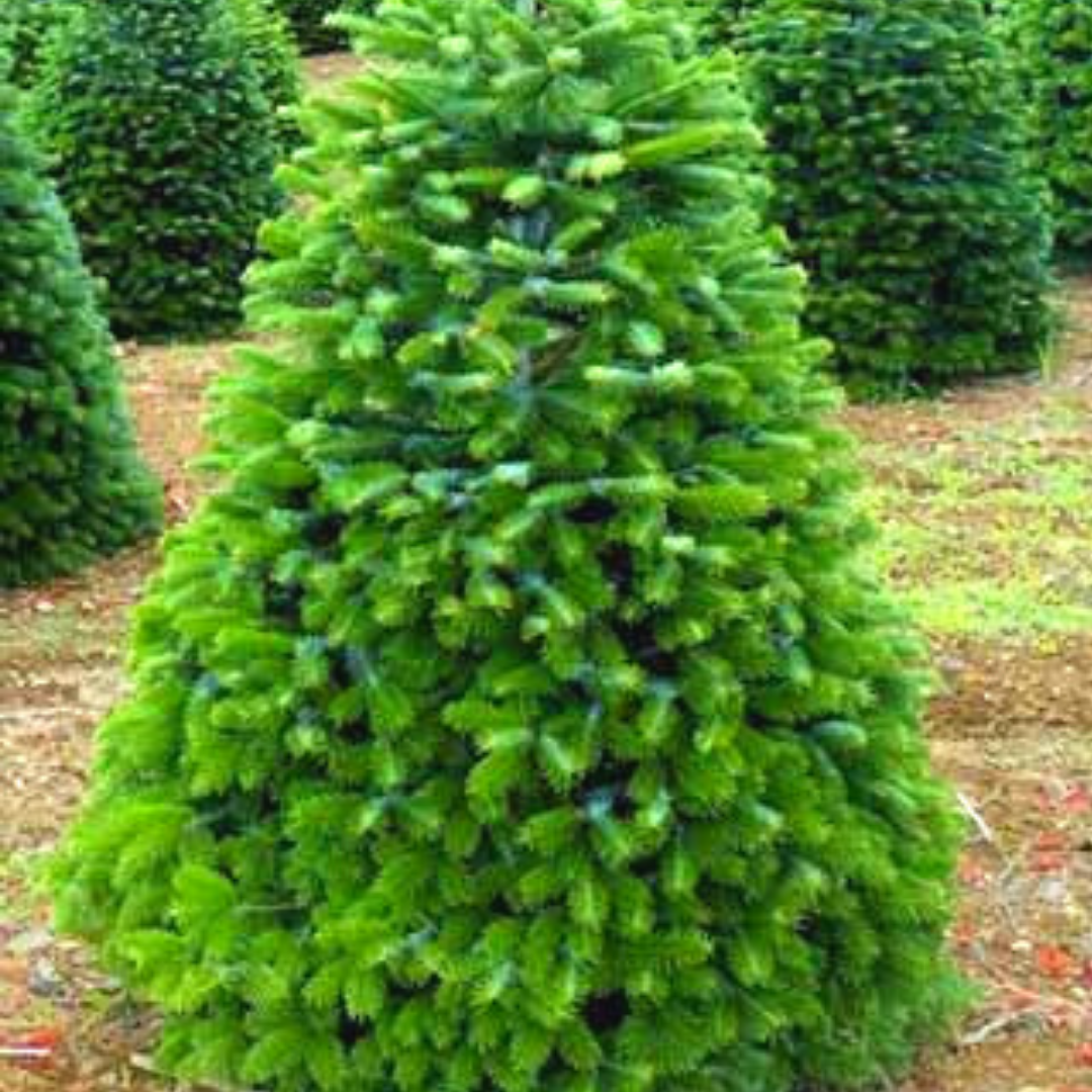 Our FreshCut Christmas Trees Have Just Arrived! ️💚