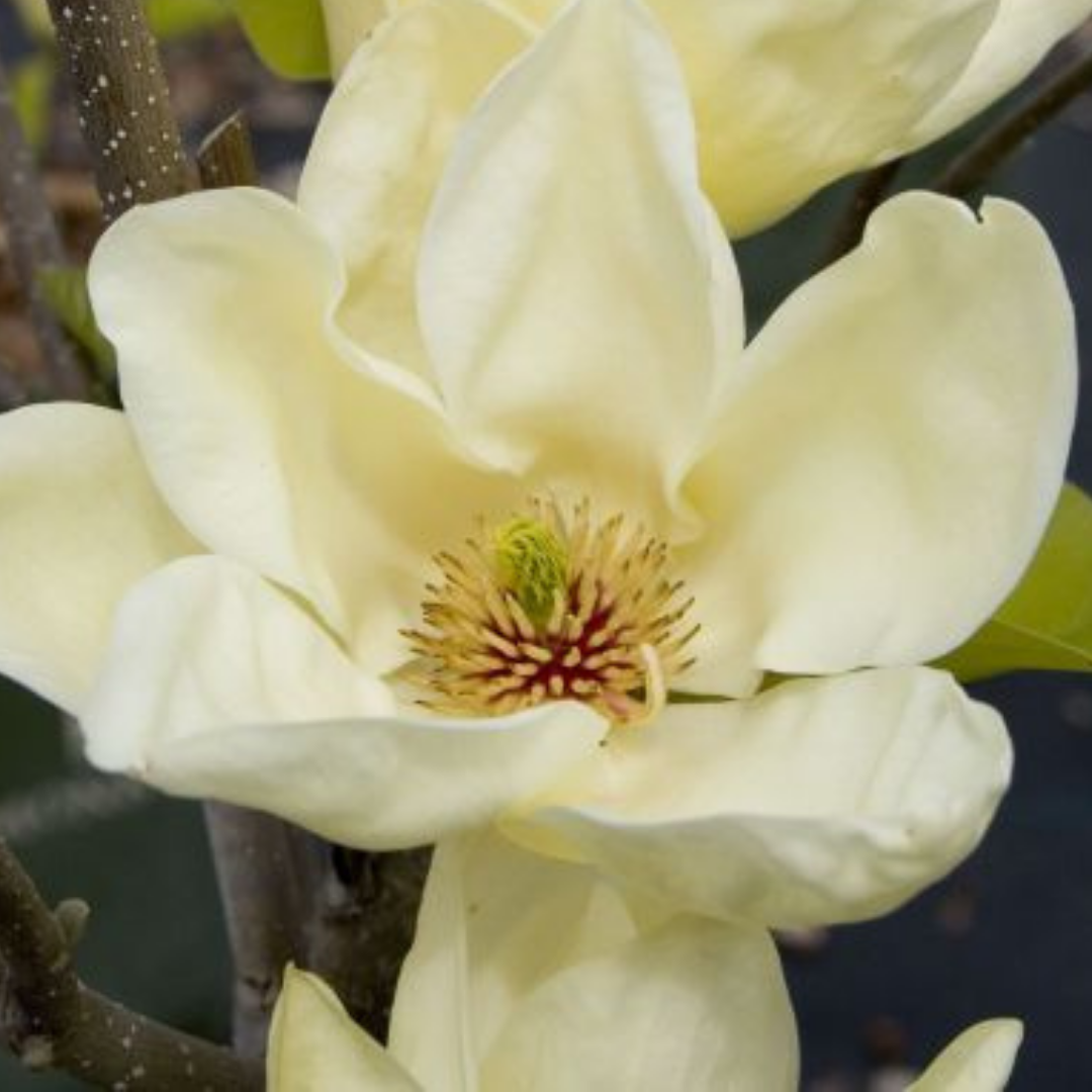 2s39 magnolia. Магнолия гибридная элизабет. магнолия йеллоу. магнолия желтая. magnolia ×brooklynensis hattie carthan *.
