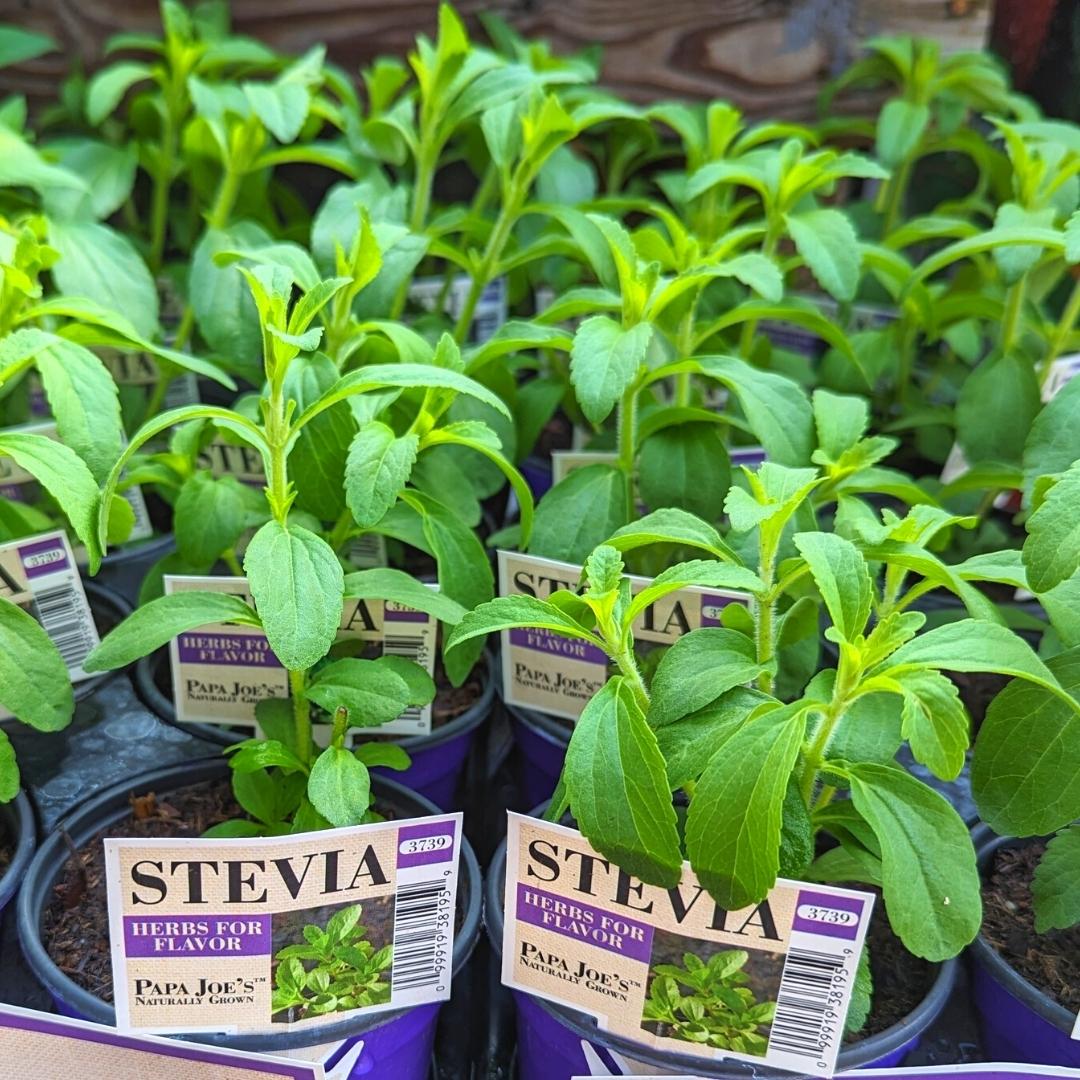 Newsletter Square April 7.jpg