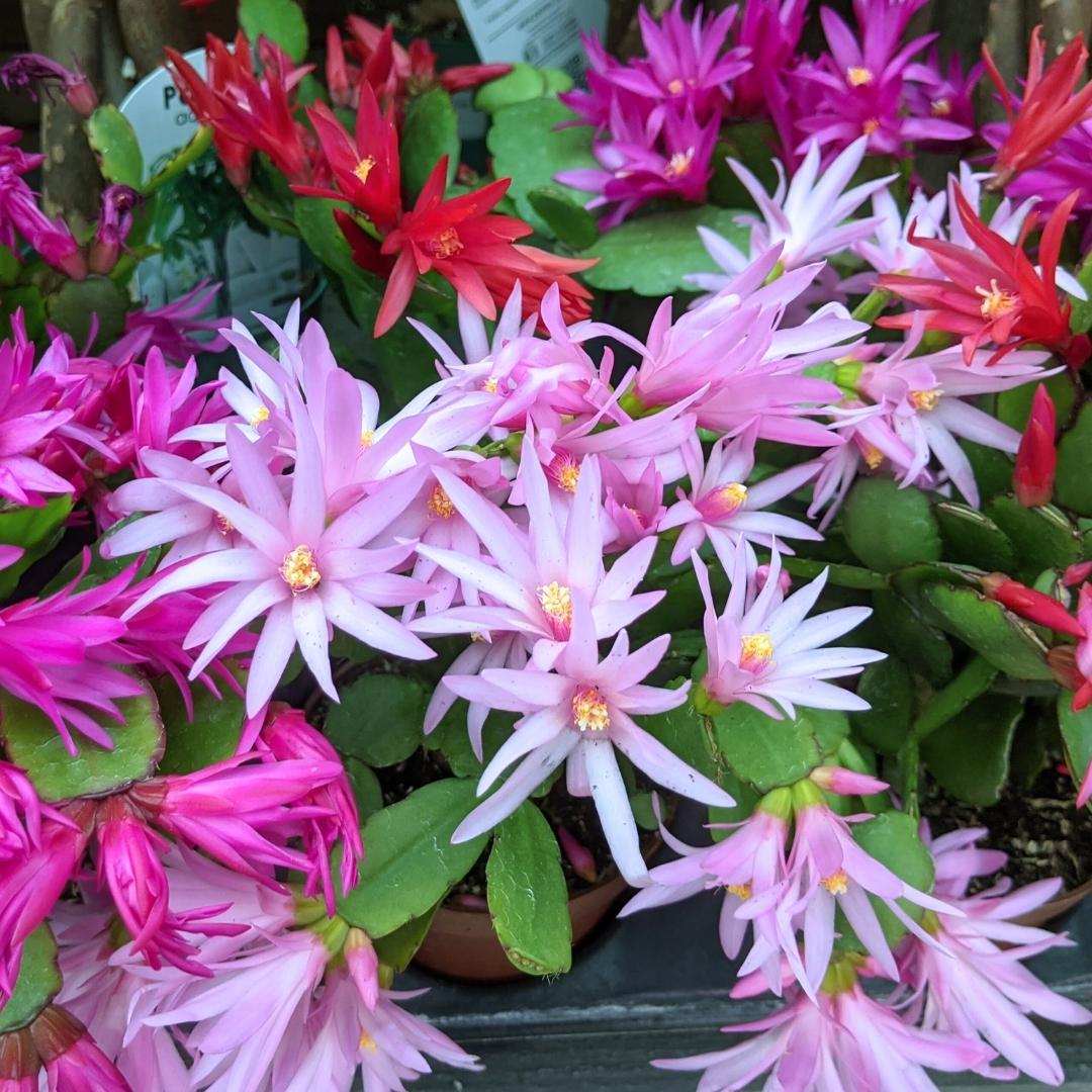 Newsletter Square April 7.jpg