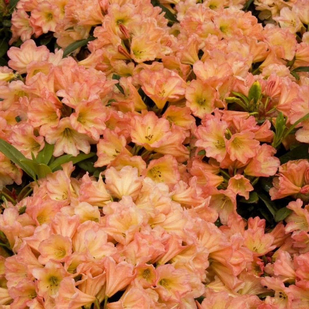 Newsletter Square April 7.jpg