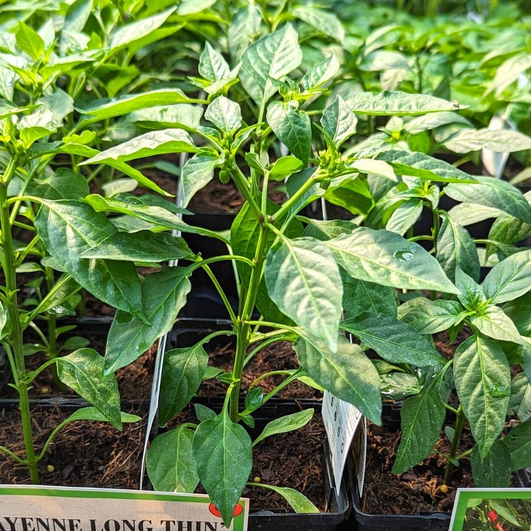 Newsletter Square April 7.jpg