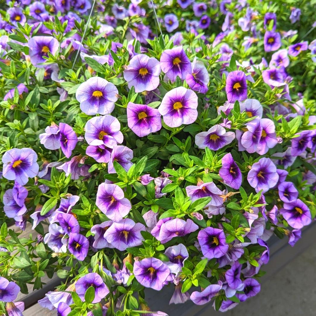 Newsletter Square April 7.jpg