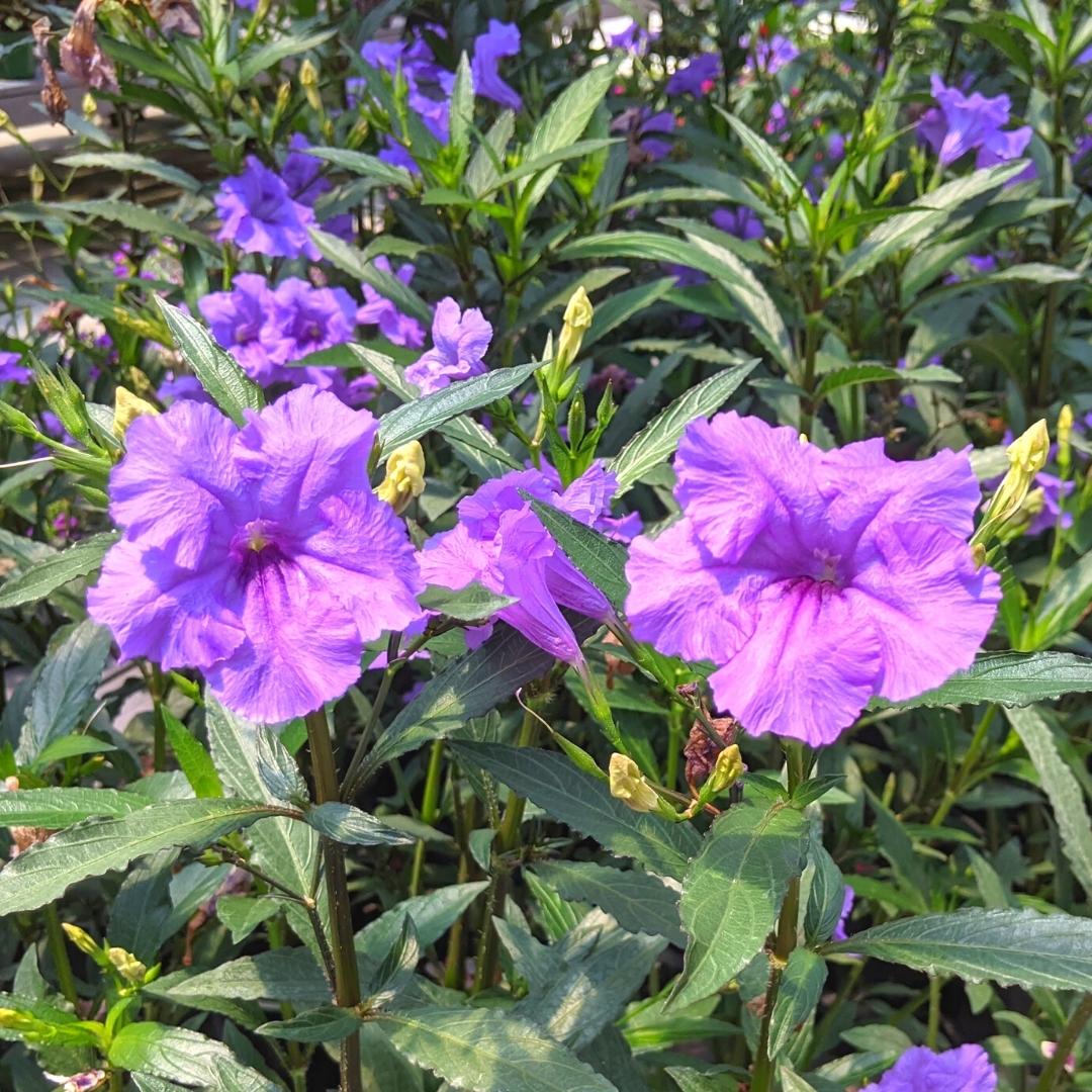 Newsletter Square April 7.jpg