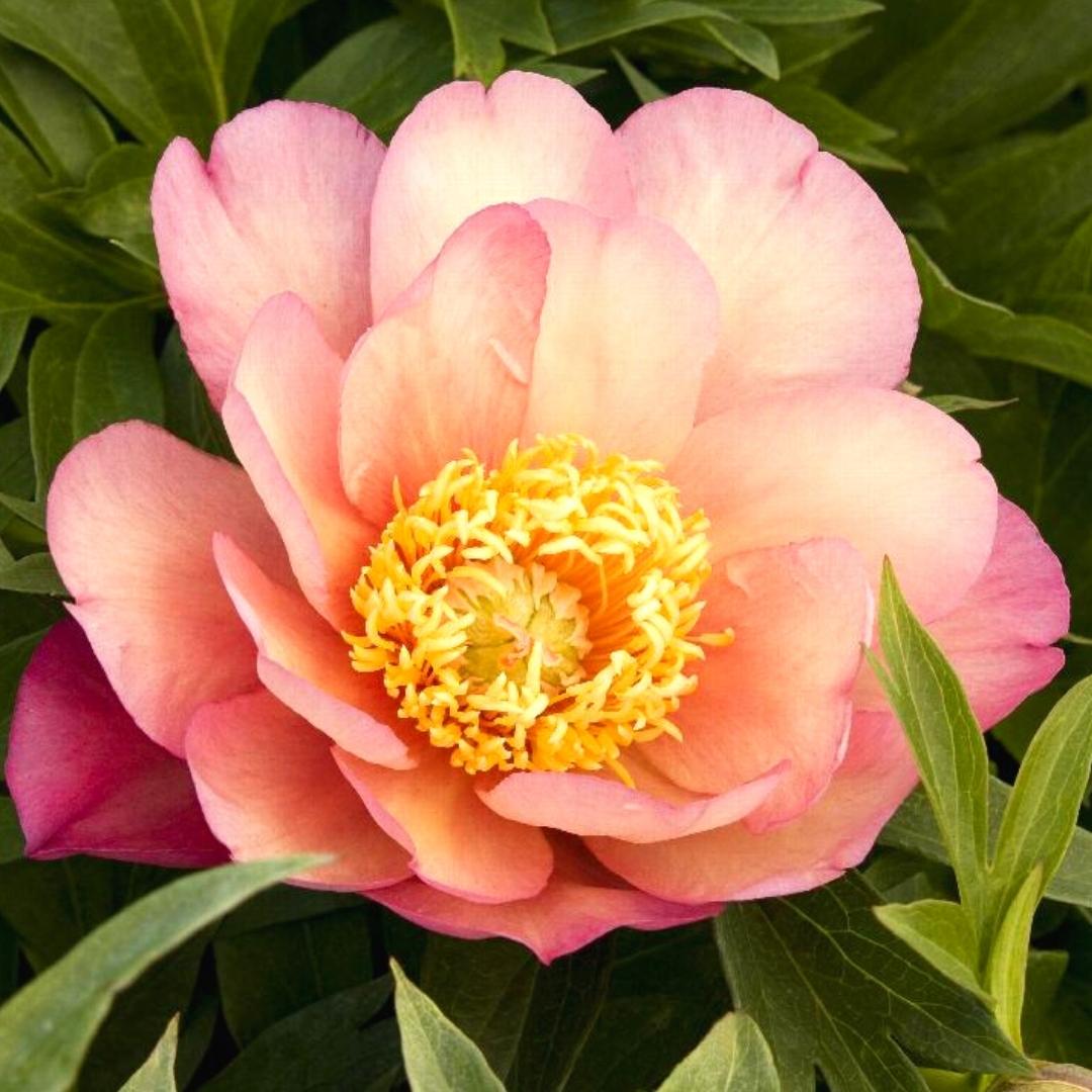 Newsletter Square April 7.jpg