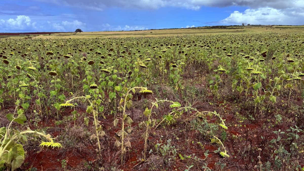 Dry Sunflower Crop 07-2026