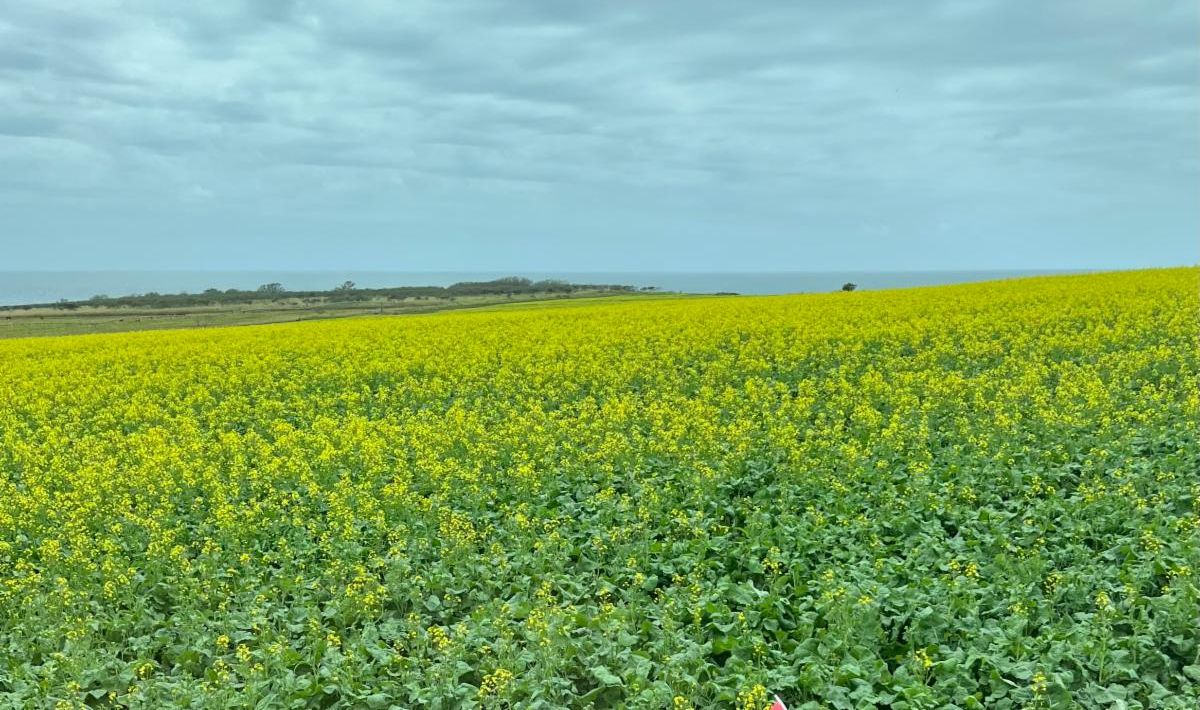 Canola with flowers_3-16-26