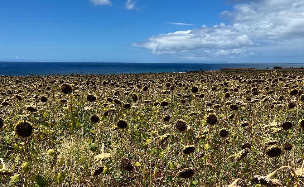 Dried Sunflowers Kauai Harvest