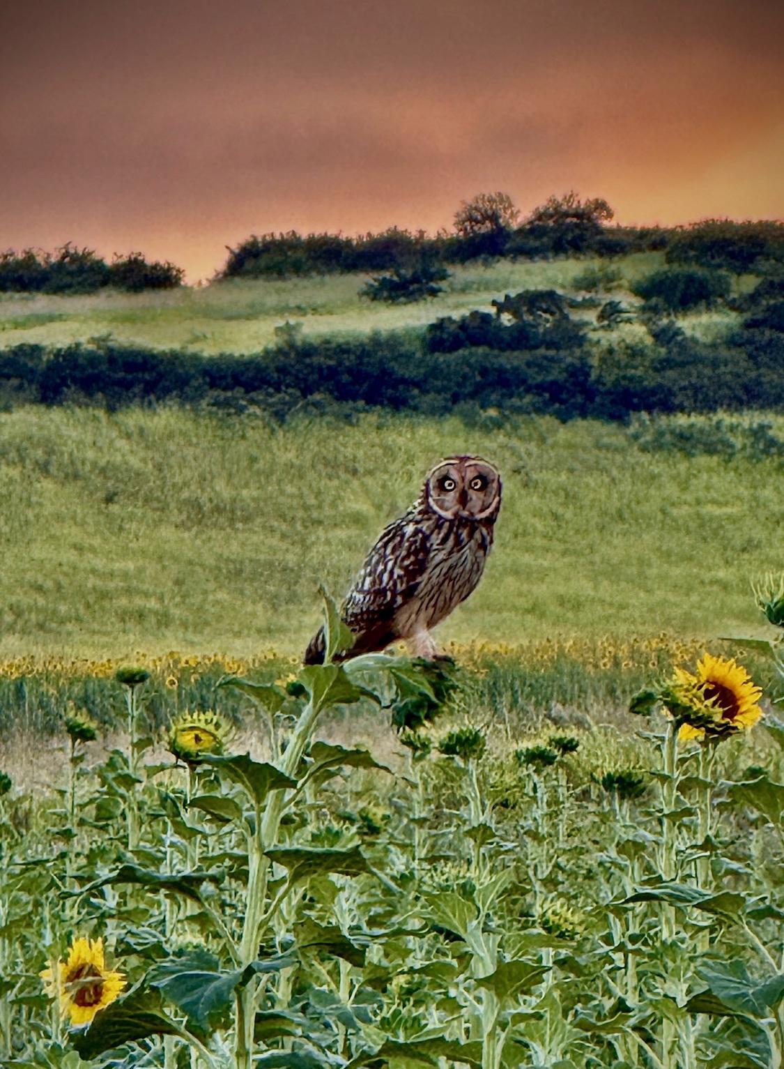 Pueo in Sunflower_07-2026