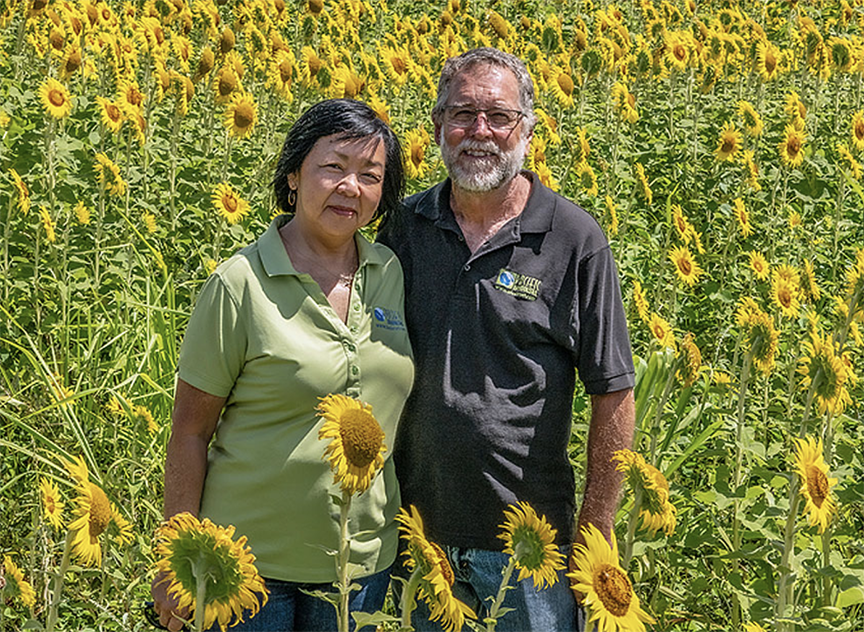 B&K - Sunflower field