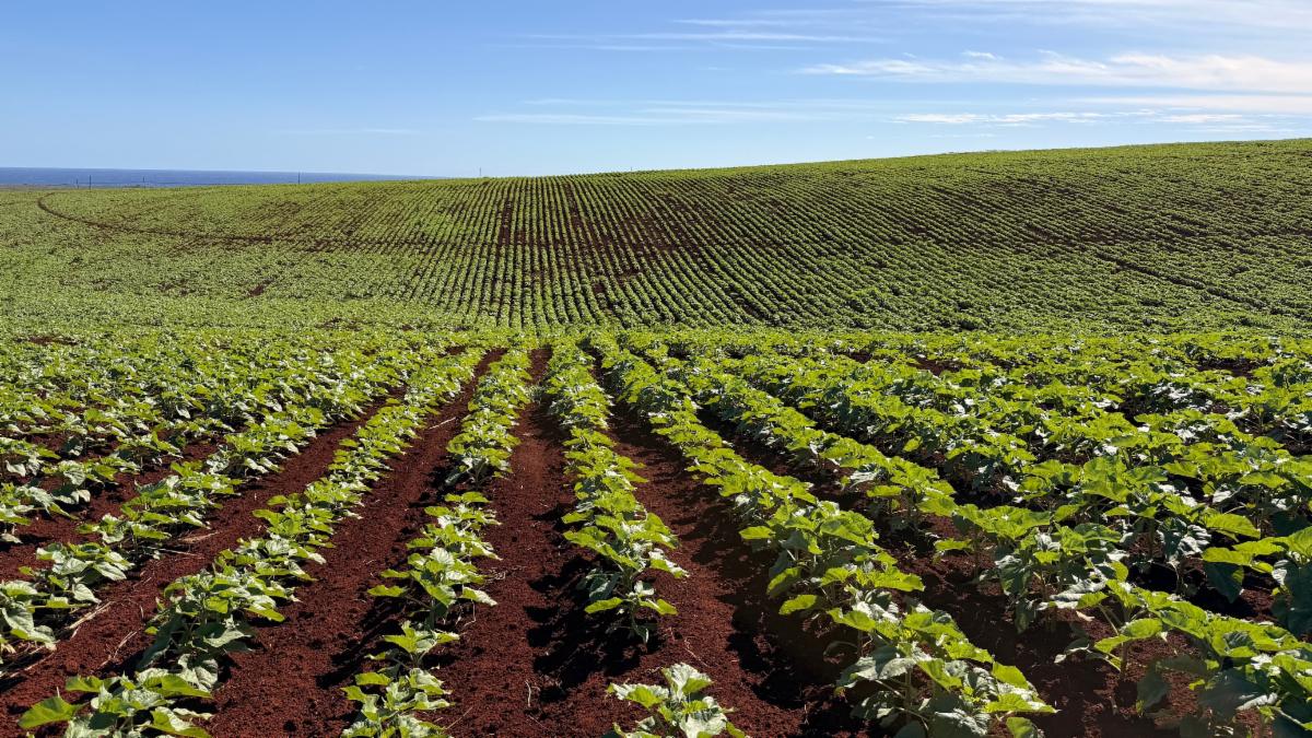 Sunflower Kauai 3-2026