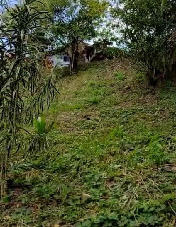 Cocoa Estate in Talparo for Sale