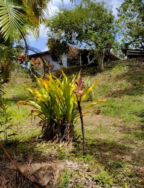 Cocoa Estate in Talparo for Sale