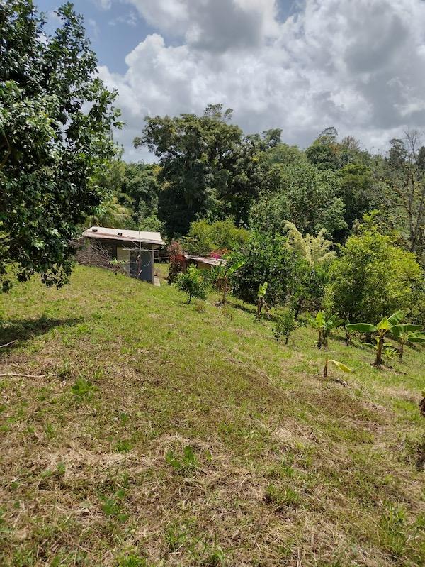 Cocoa Estate in Talparo for Sale