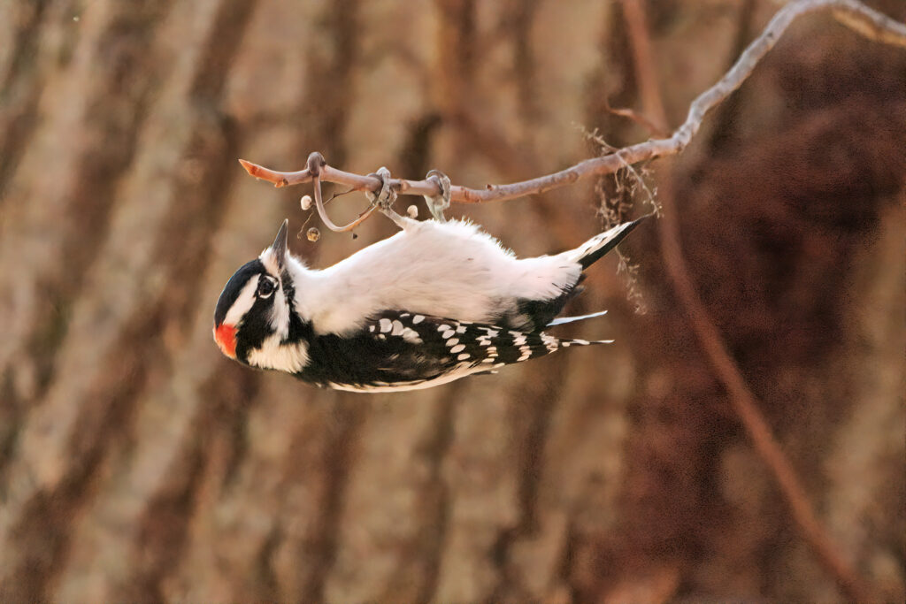 Downy Woodpecker by Michael Bryant