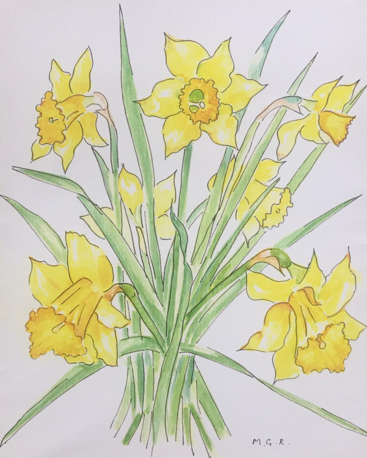 MGR Daffodils.JPG