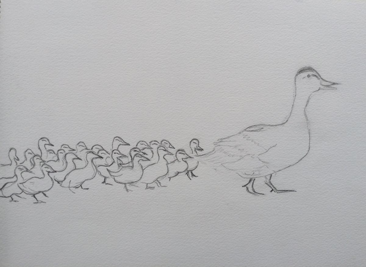 MGRducklings.jpg