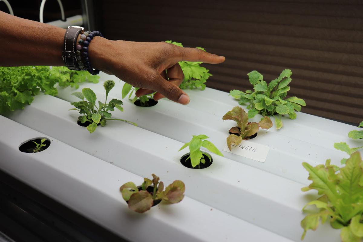 Richmond Towers' hydroponic garden