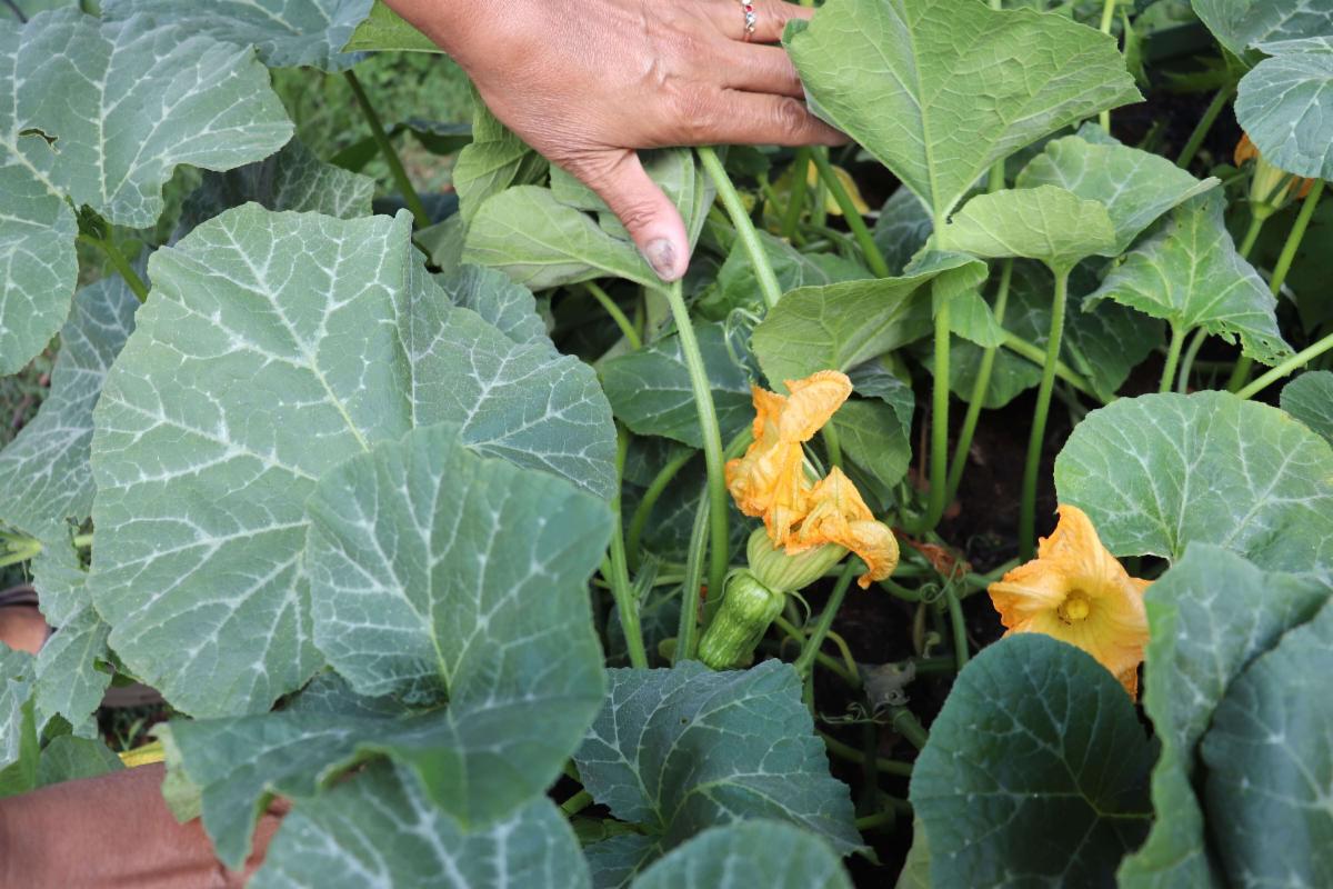 Richmond Towers' Community Garden