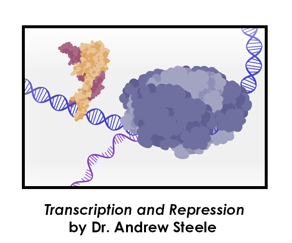 Transcription and Repression by Dr. Andrew Steele