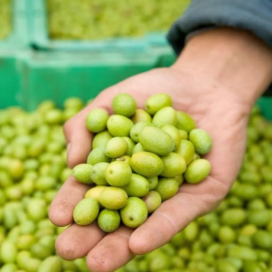 a hand holding olives