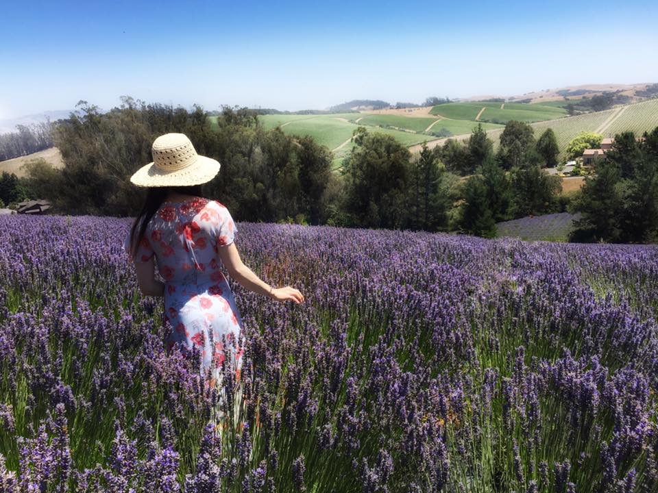 woman in lavender field at Monte-Bellaria