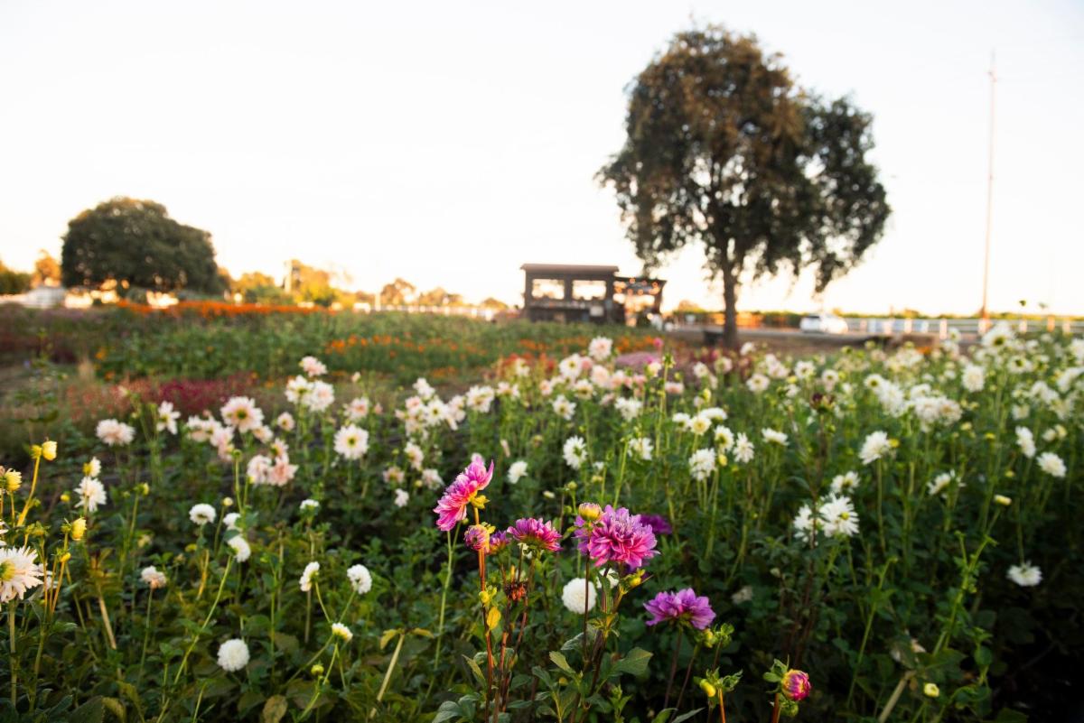 flower field at zannah farms