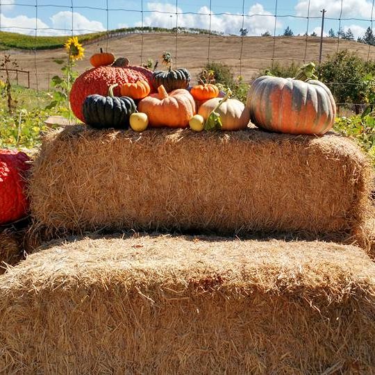 pumpkins and winter squash on straw bales