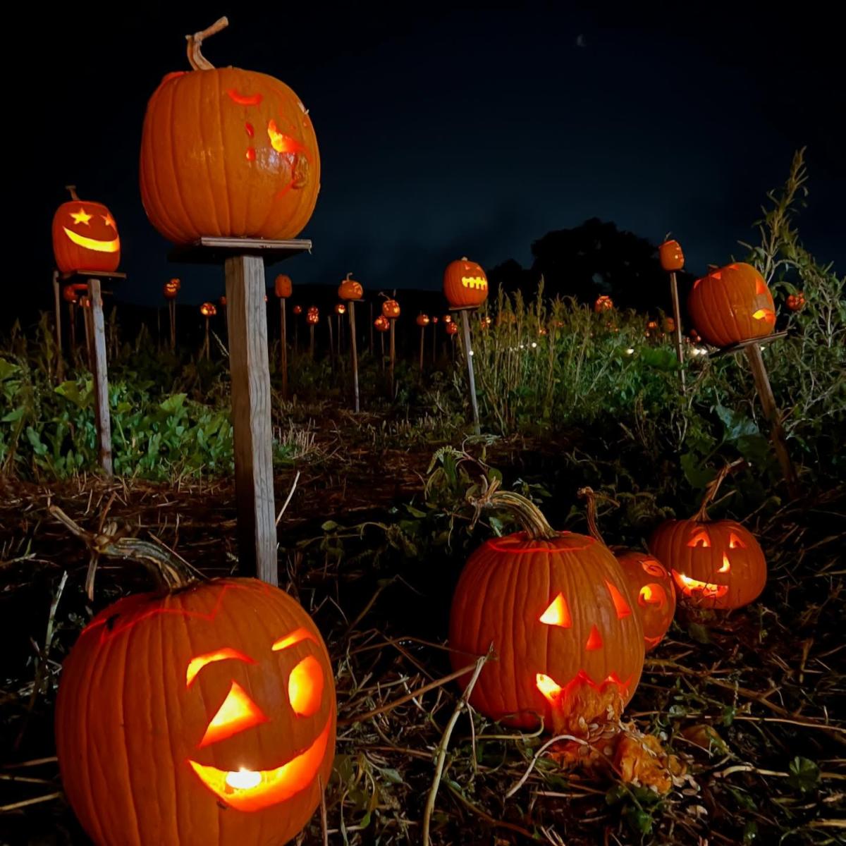 pumpkins on pikes