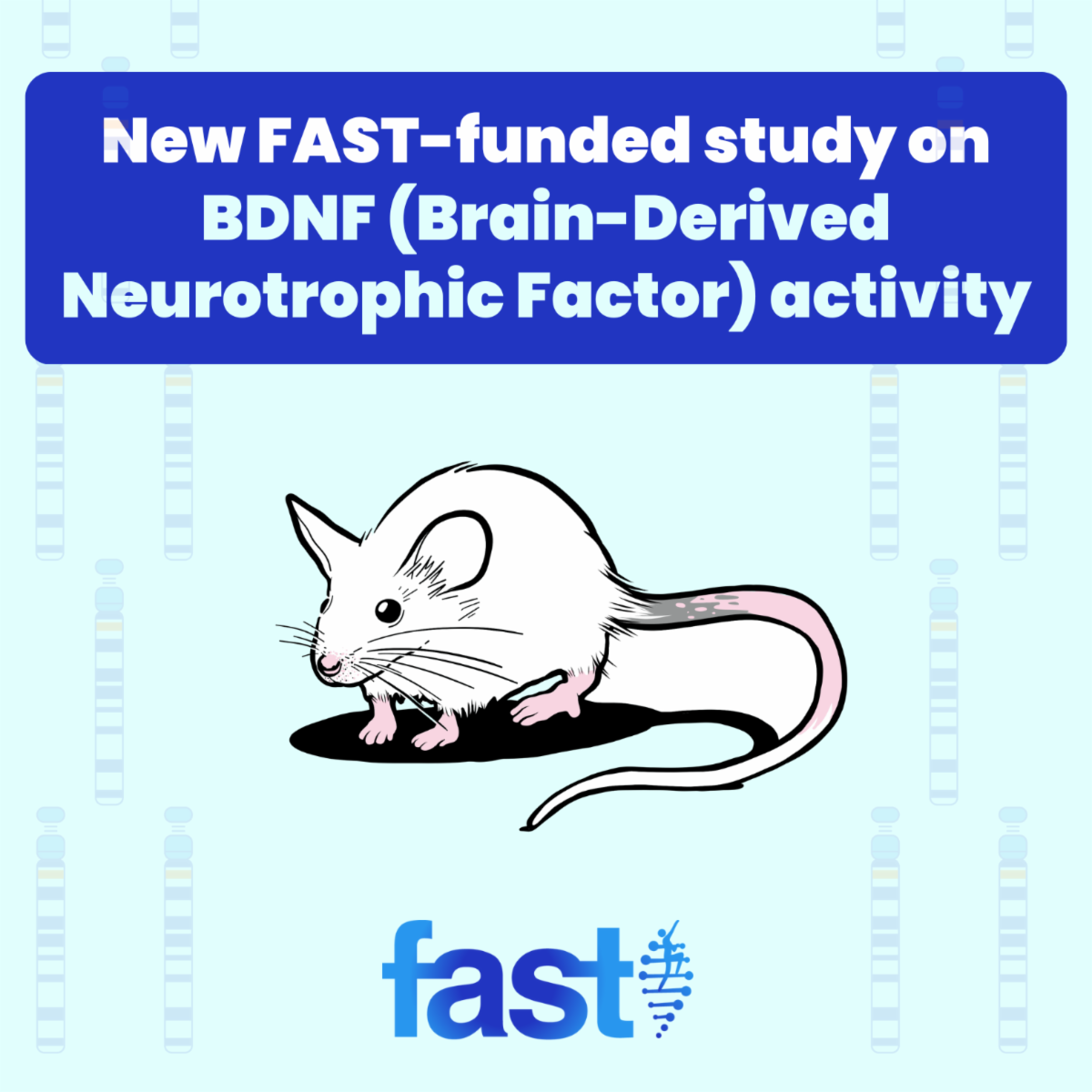 New FAST-funded study on BDNF (Brain-Derived Neurotrophic Factor) a﻿ctivity, with a drawing of a mouse