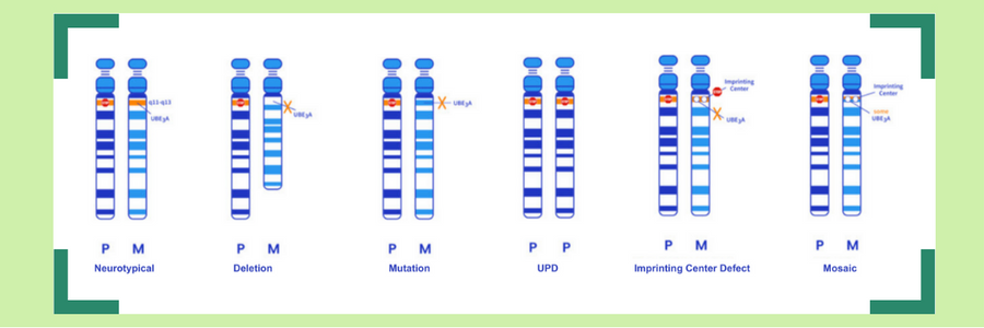 Different Angelman syndrome genotypes