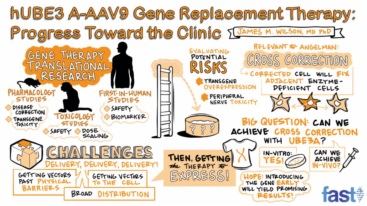 hUBE3 A-AAV9 Gene Replacement Therapy: Progress Toward the Clinic, with drawings breaking down the research