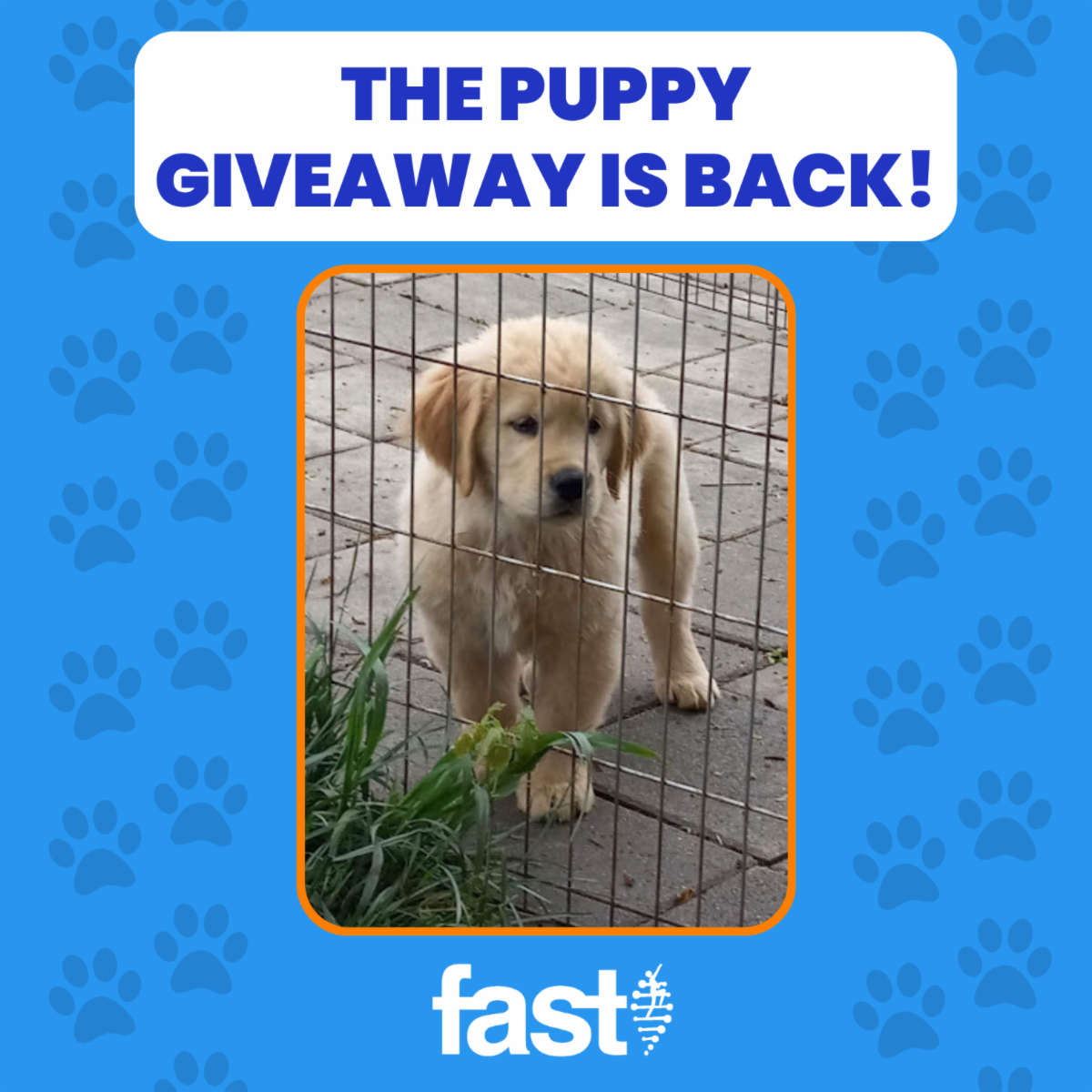 The puppy giveaway is back! With a photo of the golden retriever puppy