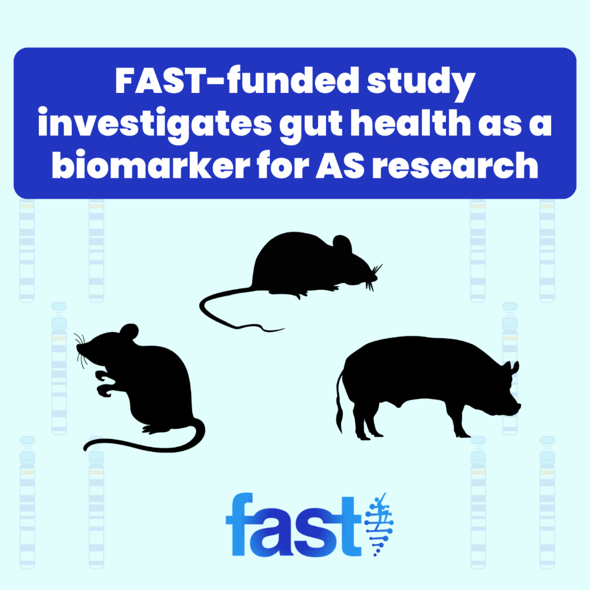 FAST-funded study investigates gut health as a biomarker for AS research, drawings of a mouse, rat, and pig