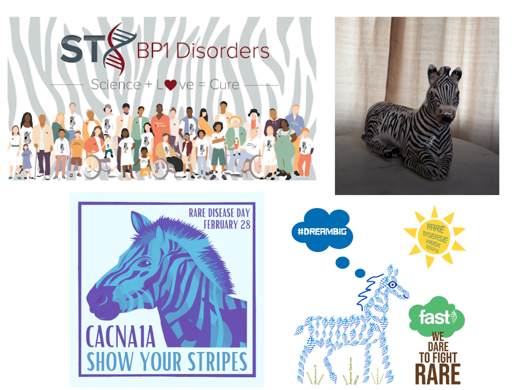 Four NORD Show Your Stripes contest graphics featuring zebras, from the four organizations iSACRA international Sacral Agenesis Caudal Regression Association, Stxpb1 Disorders, Cacna1a Foundation, and FAST