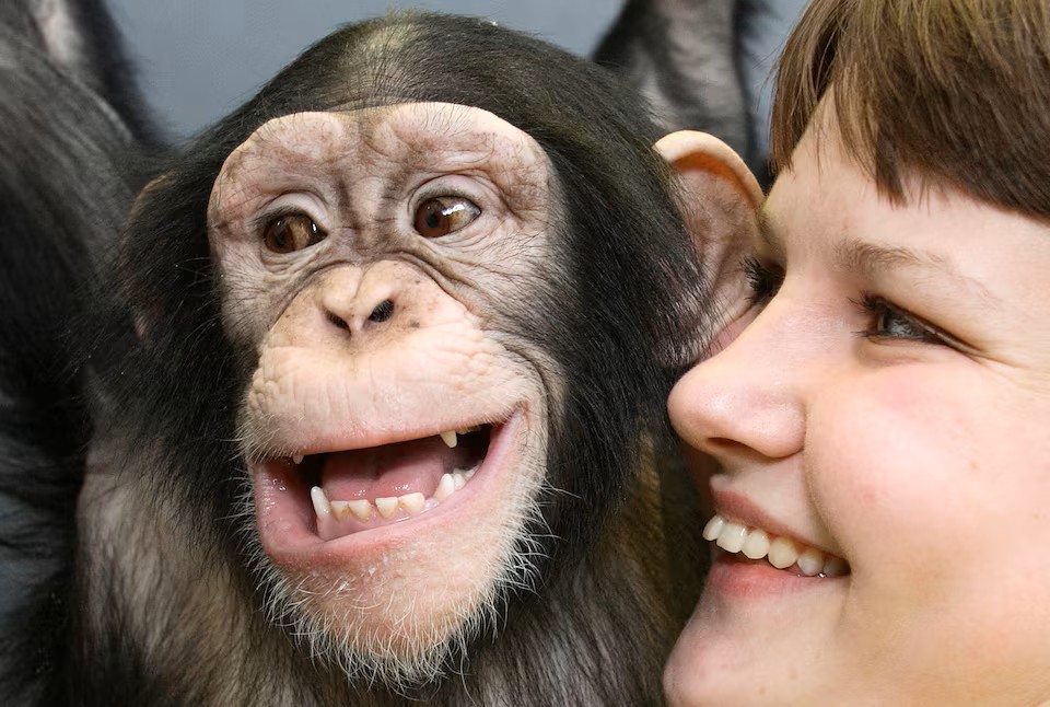 Humans and Great Apes Show Similar Rhythmic Laughter