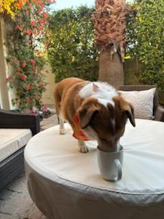 Ceri having morning coffee with her hooman