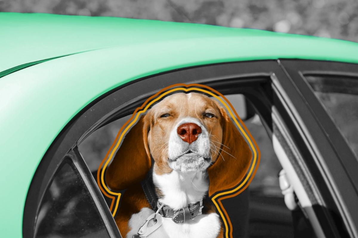 The Line On a Dog's Nose Serves a Specific Purpose