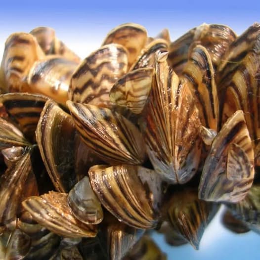 Three New Invasive Mussel Detections