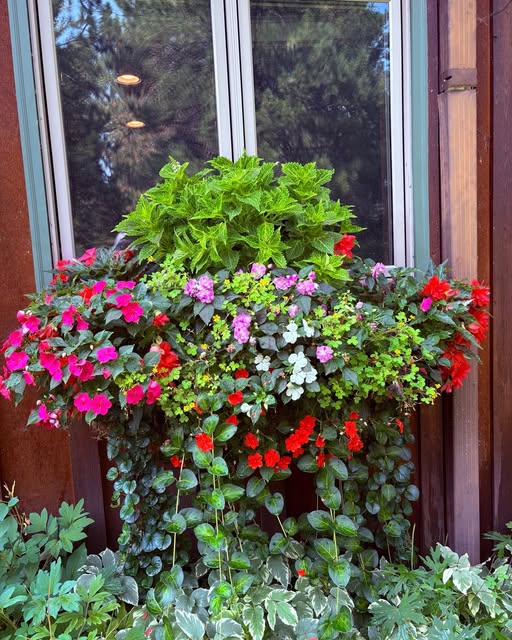 Denise's window box in full August bloom
