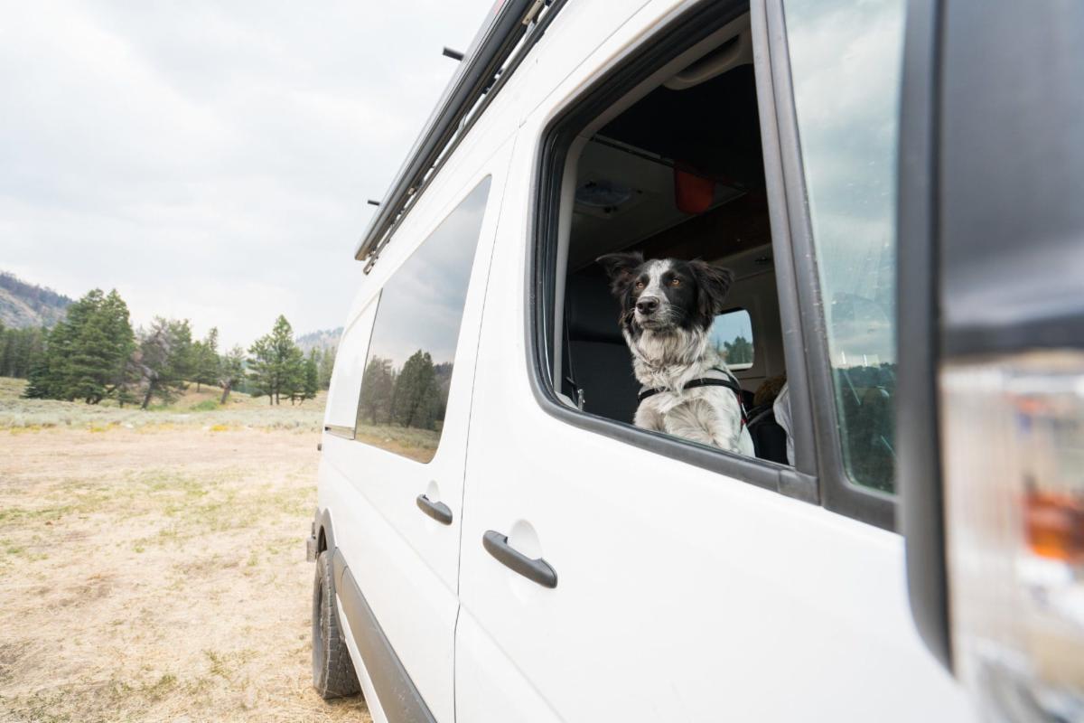 How To Road Trip With Your Dog: 15 Practical Tips